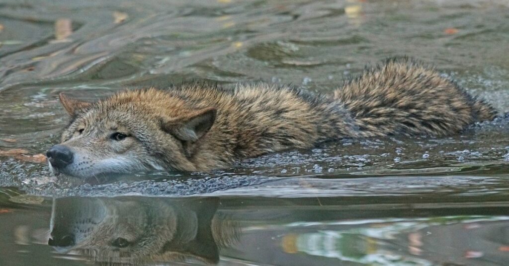 Antykorupcja, sygnaliści, compliance, etyka - szkolenia, doradztwo, poradniki, badania. Maciej Wnuk