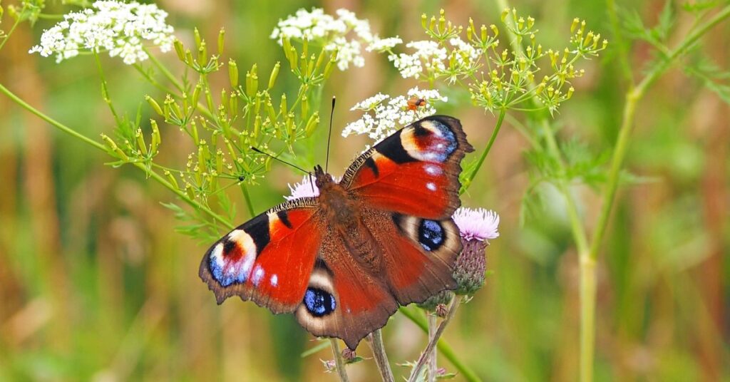 ESG i CSRD dla bardzo początkujących Maciej Wnuk, Antykorupcja, sygnaliści, compliance, etyka, konflikt interesów, kanały zgłoszeniowe, Szkolenia, doradztwo, konsultacje, poradniki, badania, ISO 37001, ISO 37301